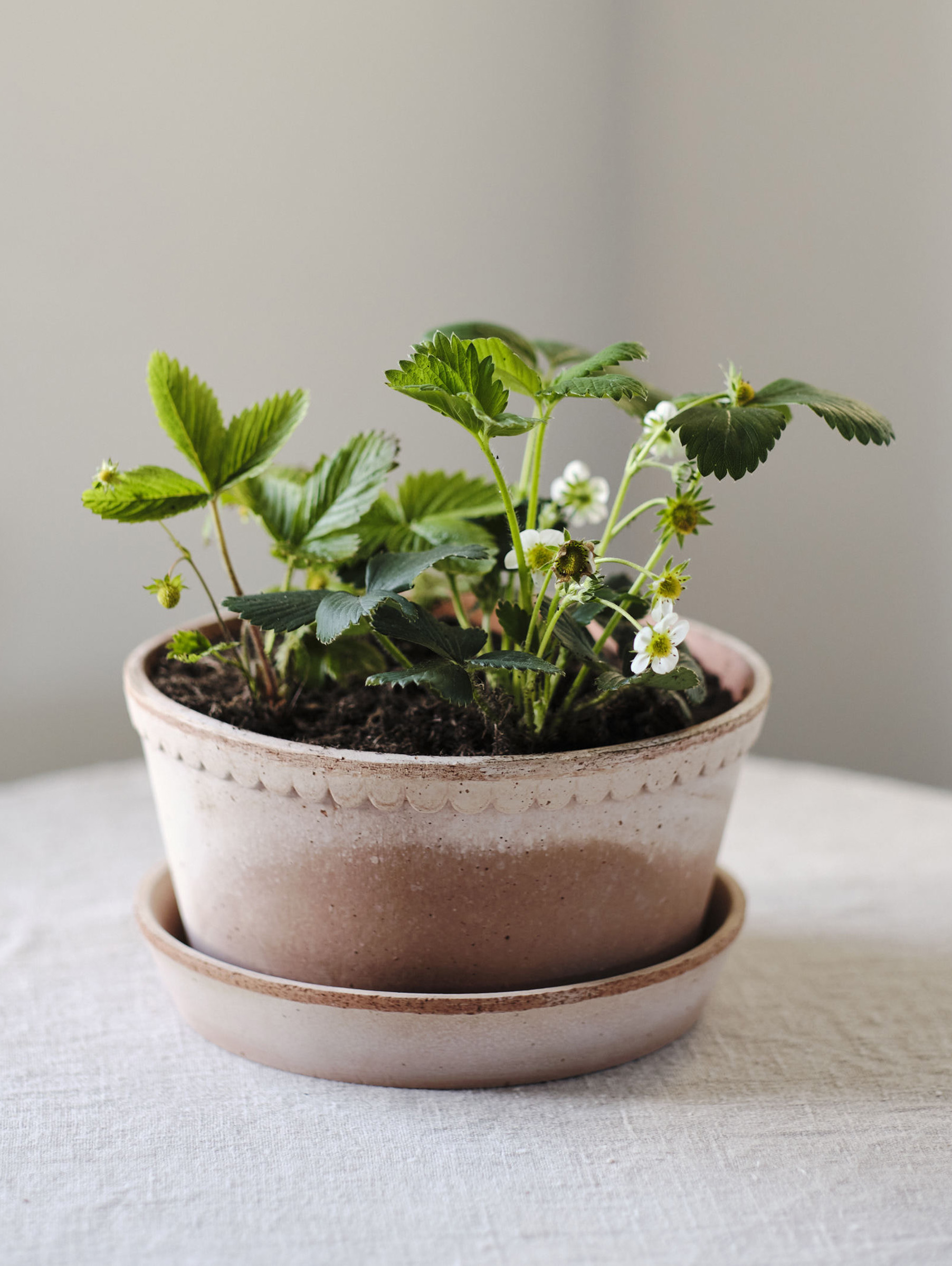 Helena Pflanztopf Raw Ø21 cm Niedrig - Rosa