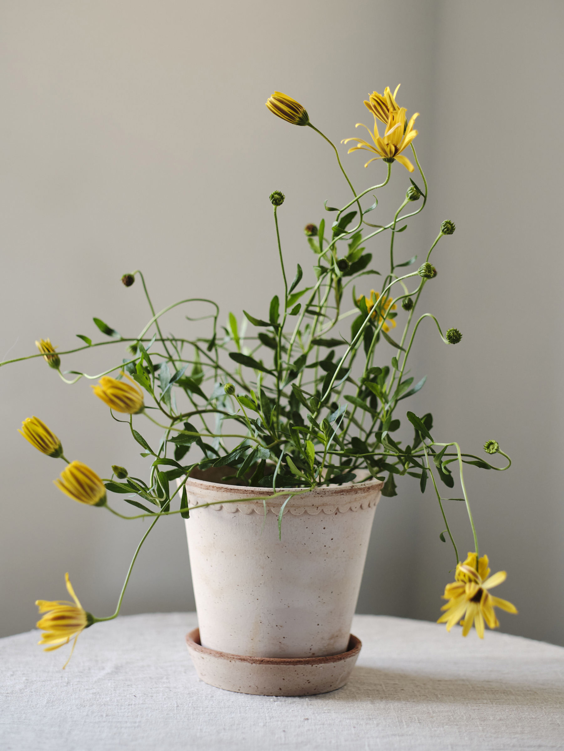 Helena Pflanztopf Raw Ø14 cm - Rosa