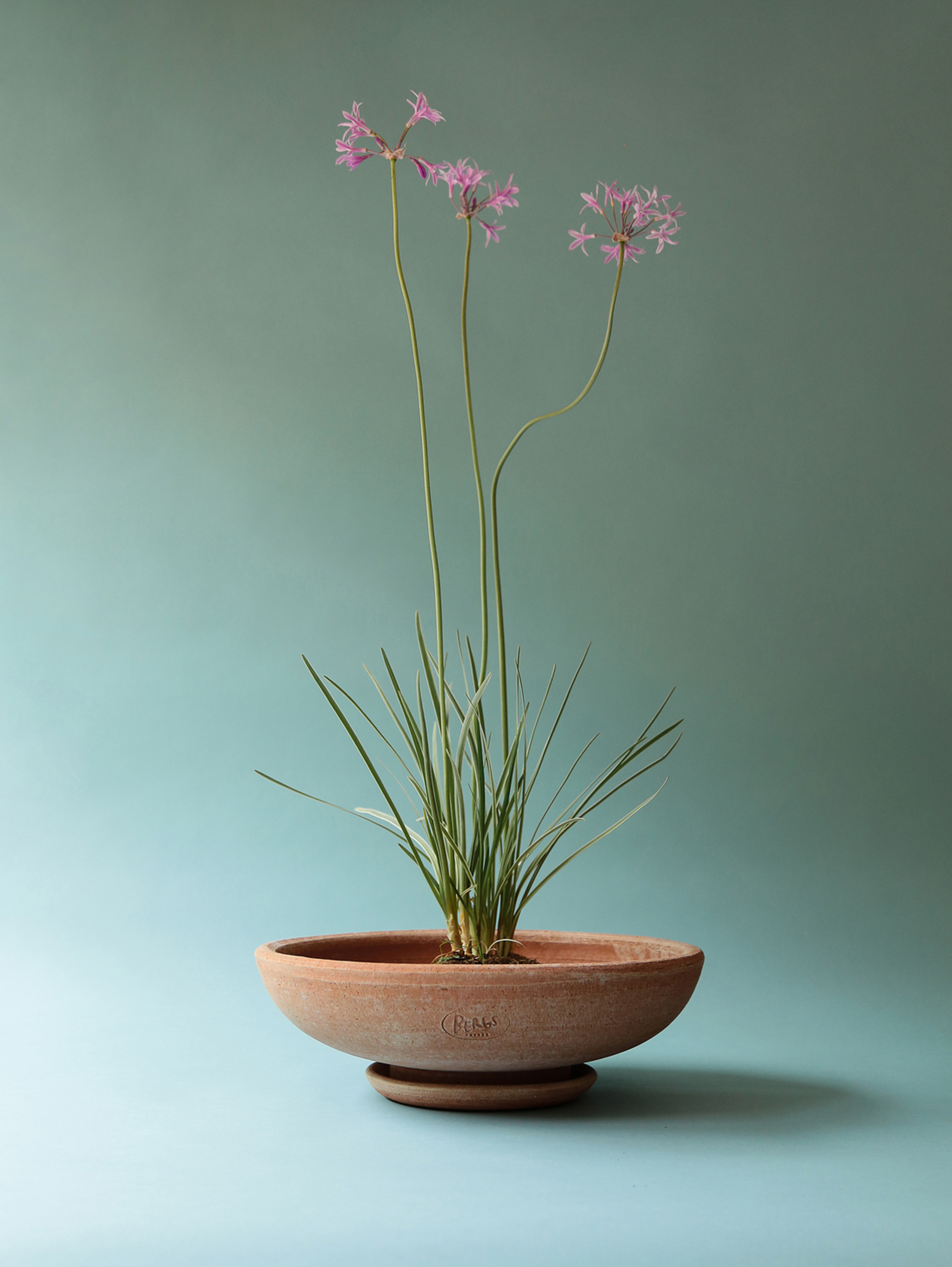 Ada Pflanzschale Raw Ø30 cm - Rosa